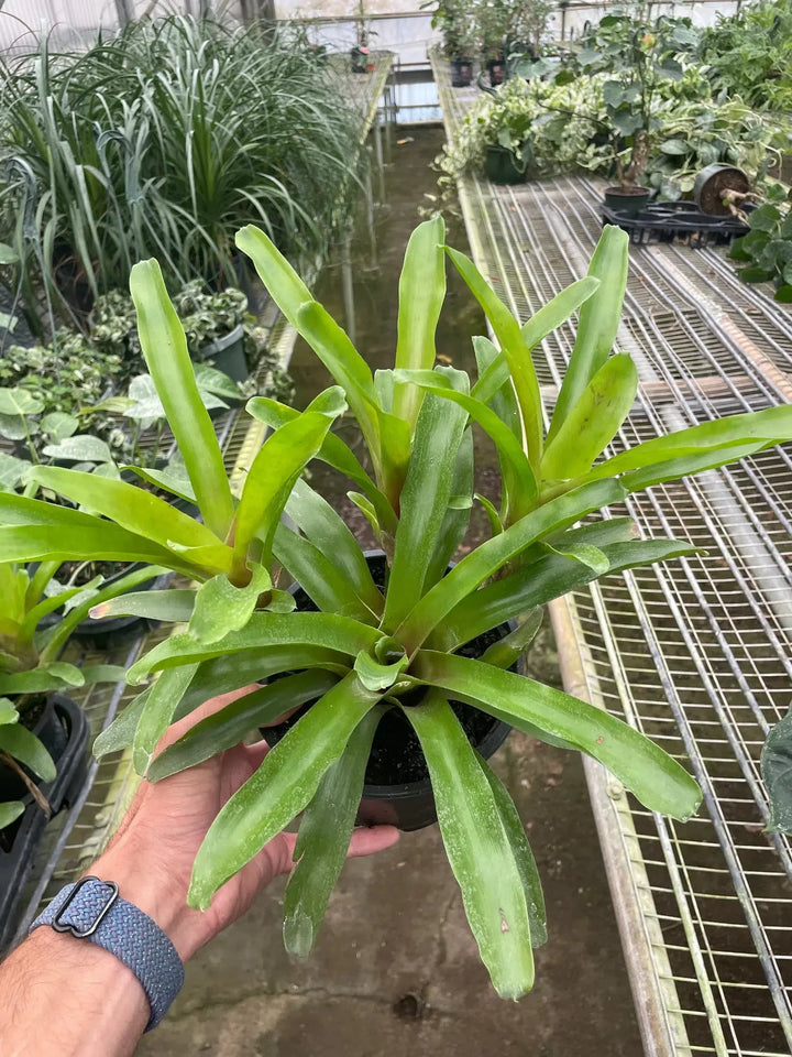 Bromeliad 'Fireball'-Indoor Plants-American Plant Supply