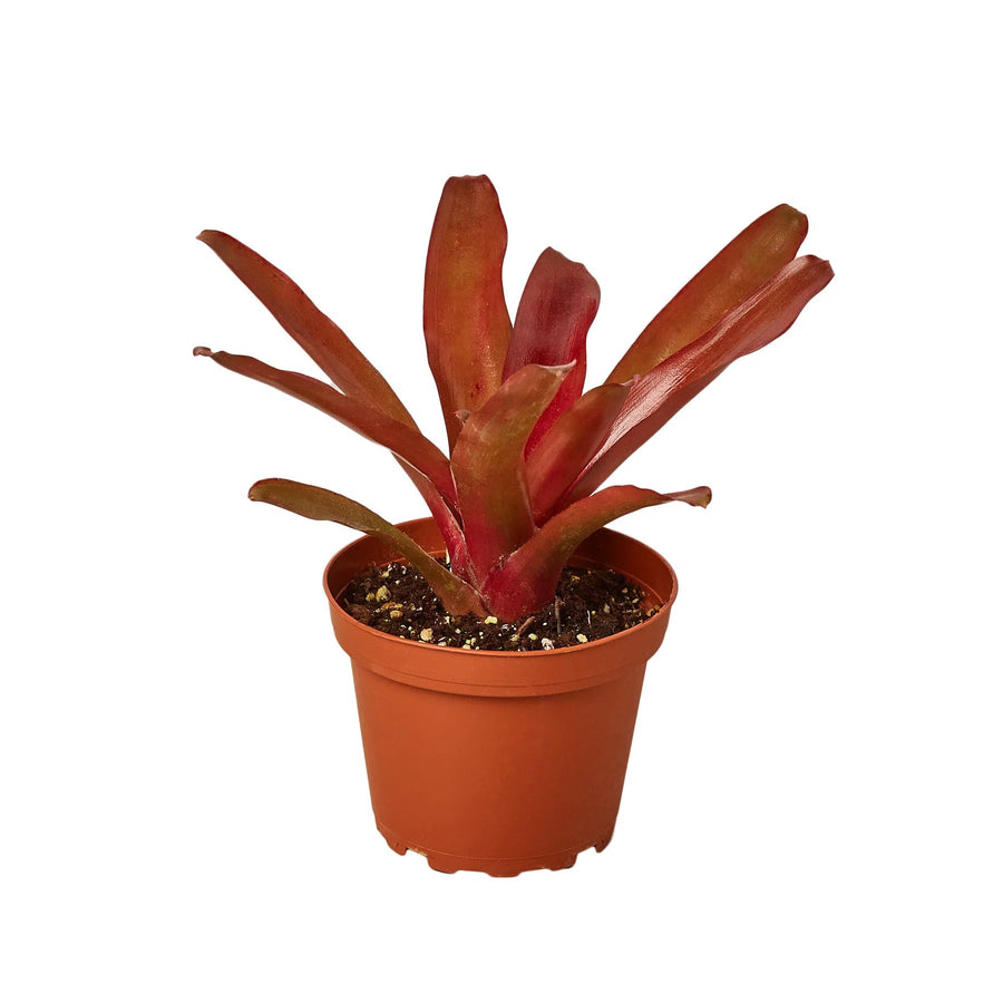 Bromeliad 'Fireball'-Indoor Plants-American Plant Supply