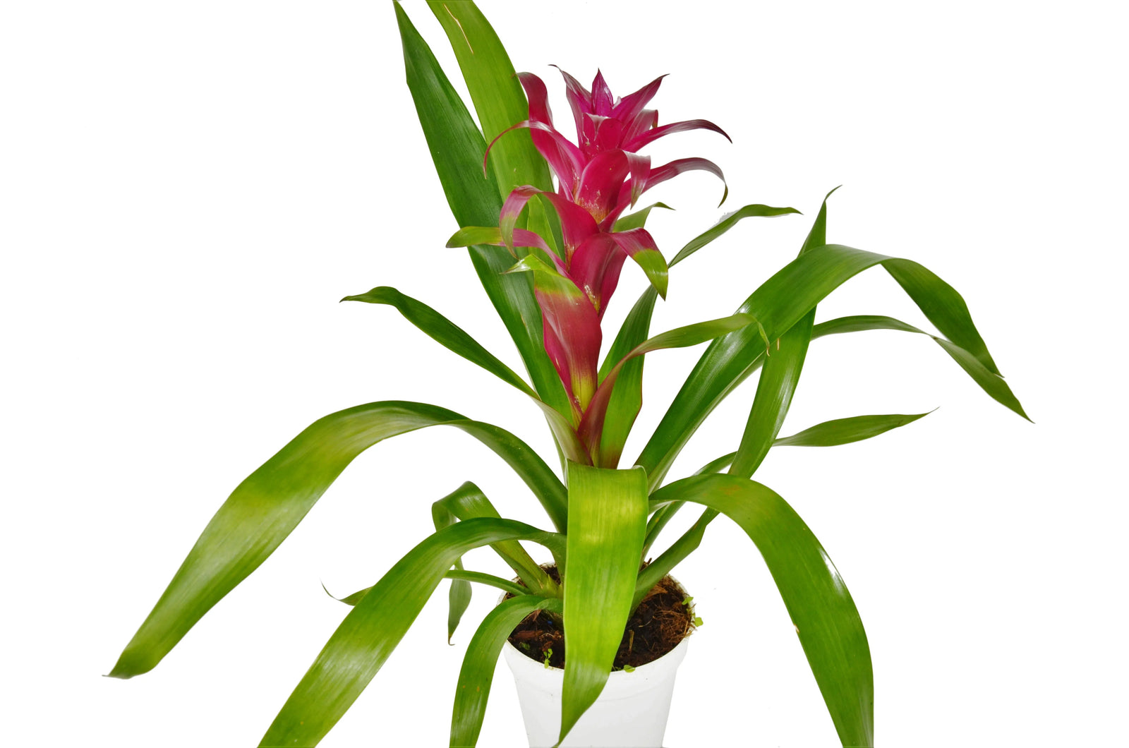 Bromeliad Guzmania 'Purple' - 4" Pot-4" Plant (1pk/$3.5) ($10 Ship/31oz)-American Plant Supply