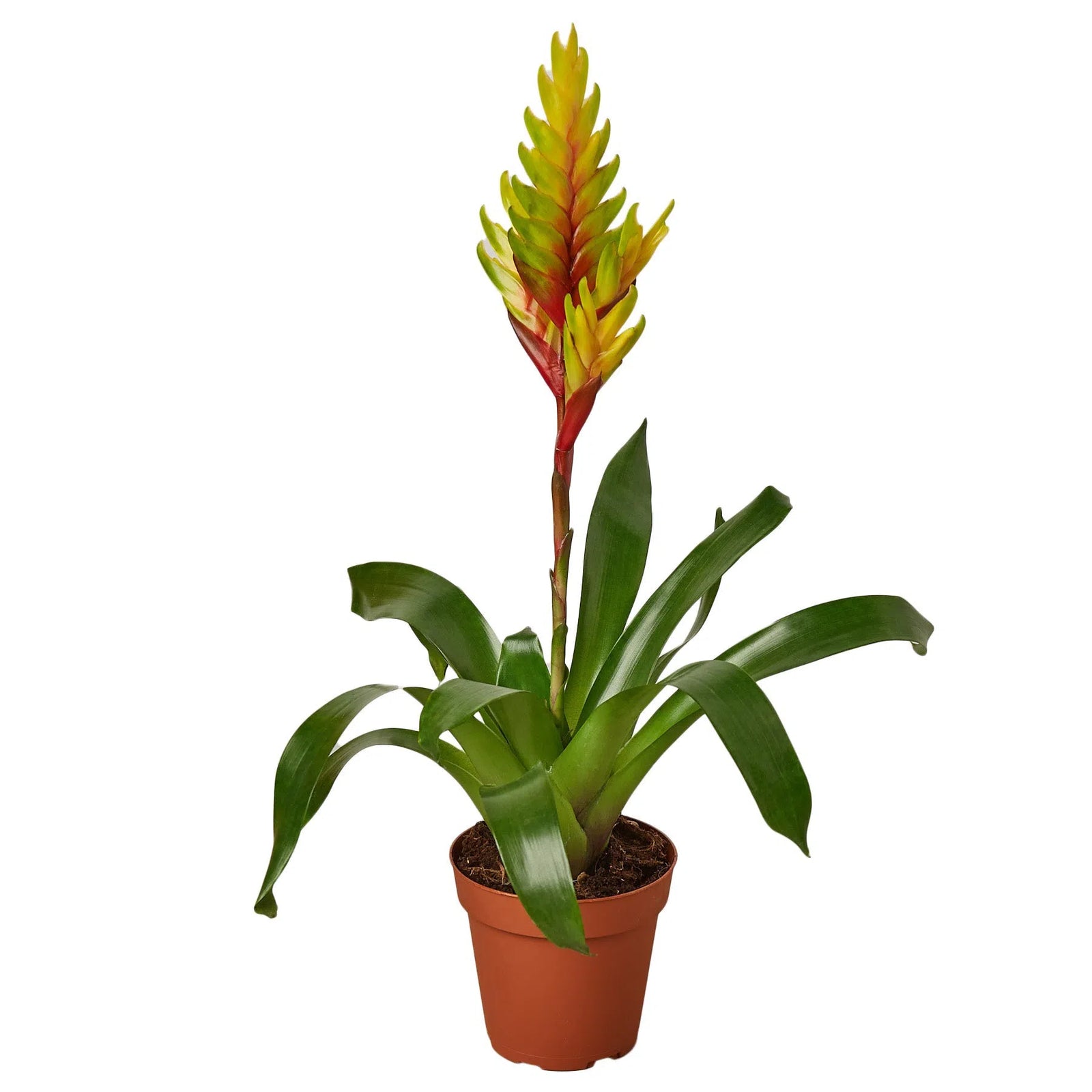 Bromeliad Vriesea 'Energy'-4" Plant-American Plant Supply