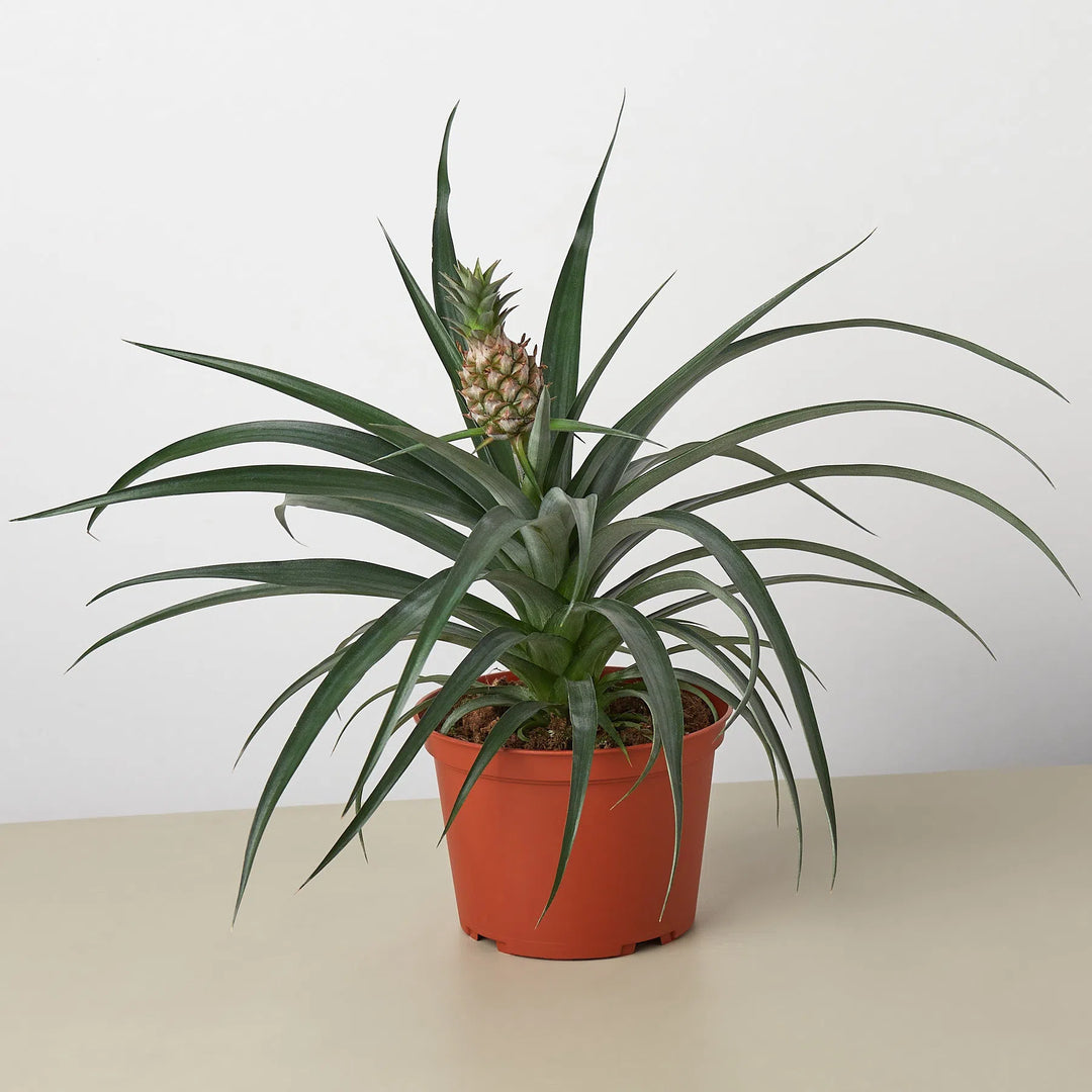 Bromeliad 'Yellow Pineapple' - 6" Pot-Indoor Plants-American Plant Supply