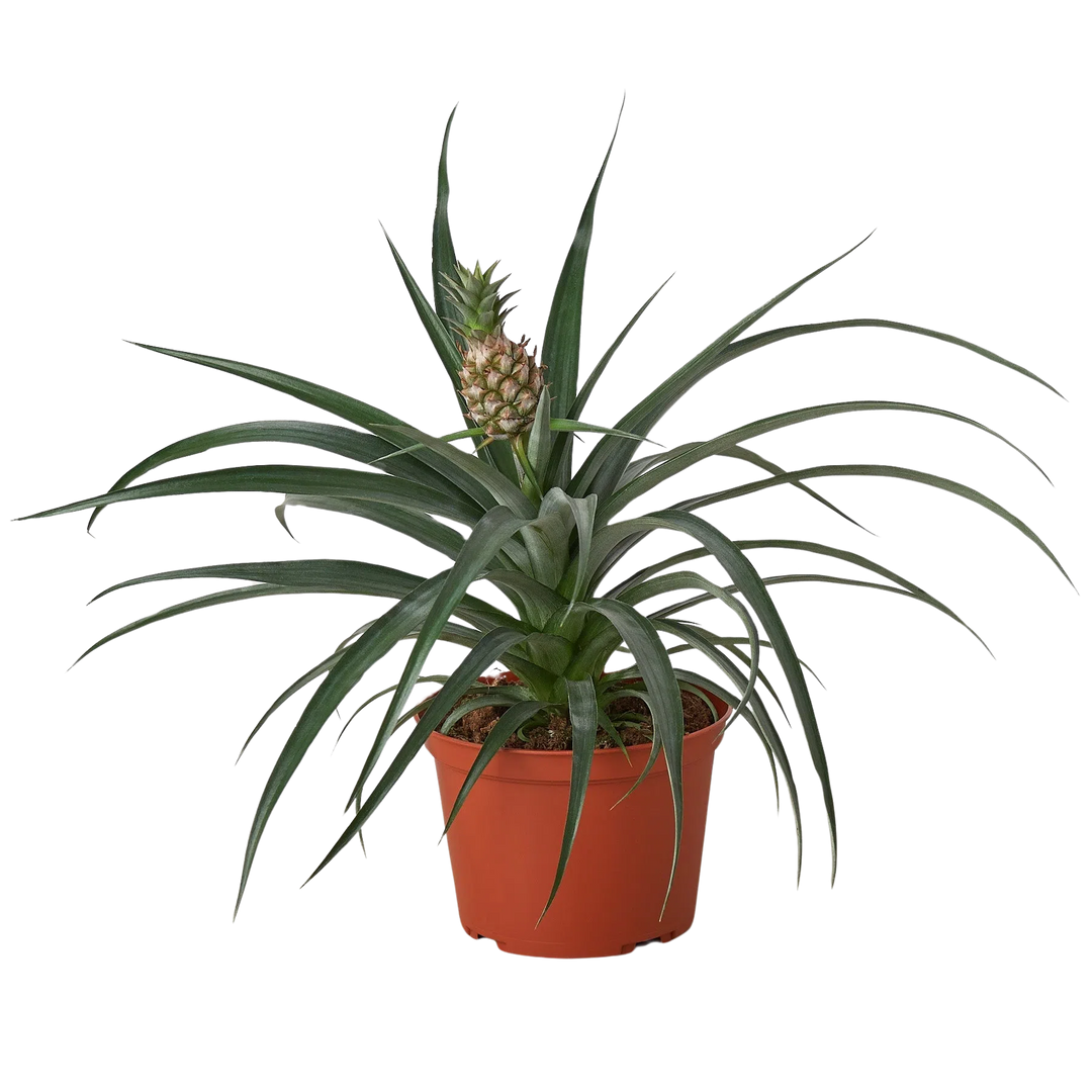 Bromeliad 'Yellow Pineapple' - 6" Pot-Indoor Plants-American Plant Supply