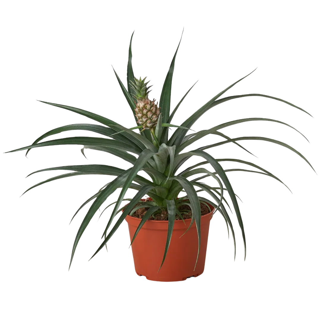 Bromeliad 'Yellow Pineapple' - 6" Pot-Indoor Plants-American Plant Supply