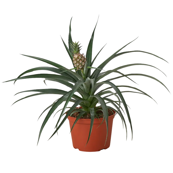 Bromeliad 'Yellow Pineapple' - 6" Pot-Indoor Plants-American Plant Supply