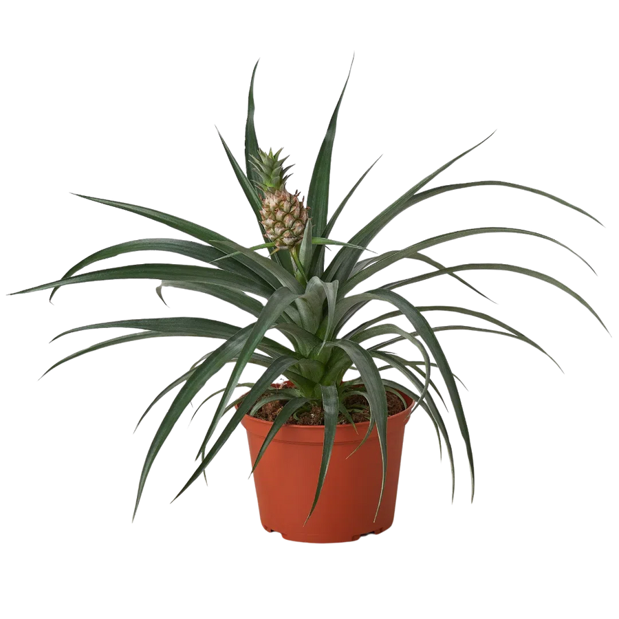 Bromeliad 'Yellow Pineapple' - 6" Pot-Indoor Plants-American Plant Supply