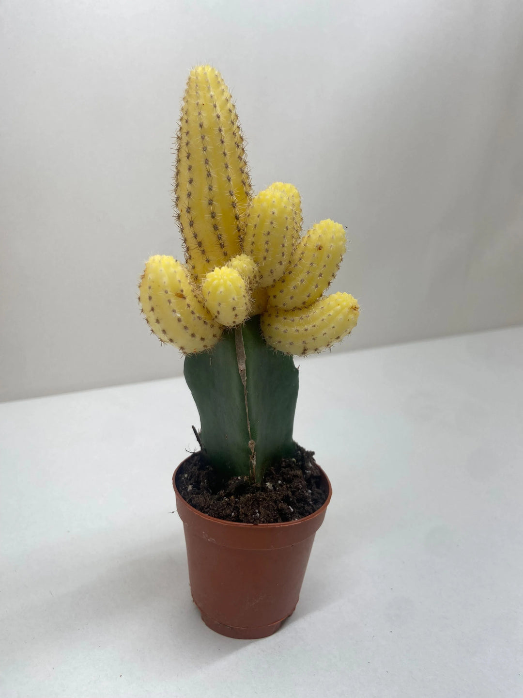 Cactus Graft Yellow-Indoor Plants-American Plant Supply