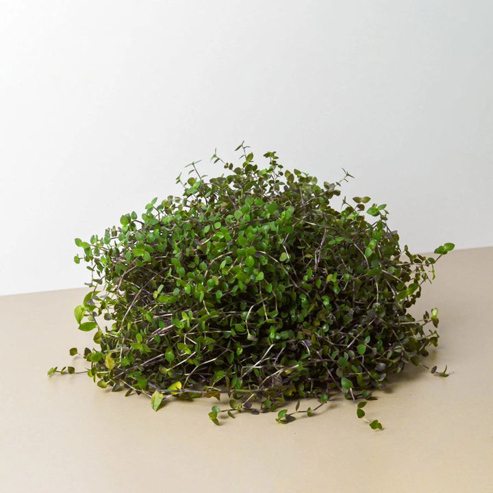 Calasia Repens-Indoor Plants-American Plant Supply