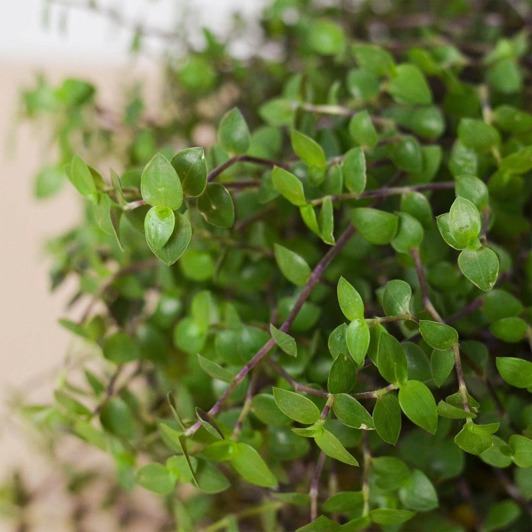 Calasia Repens-Indoor Plants-American Plant Supply