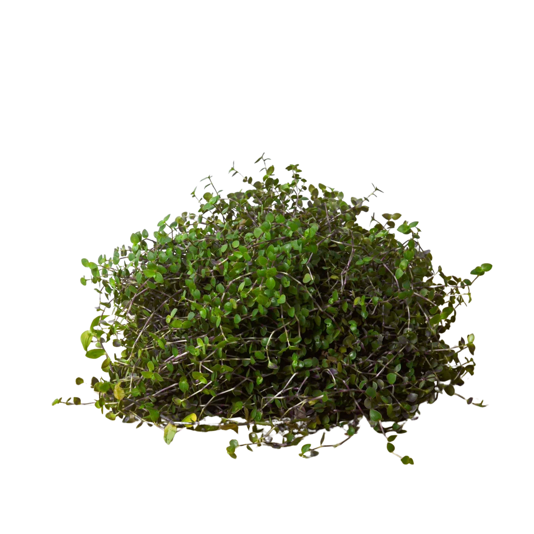 Calasia Repens-Indoor Plants-American Plant Supply