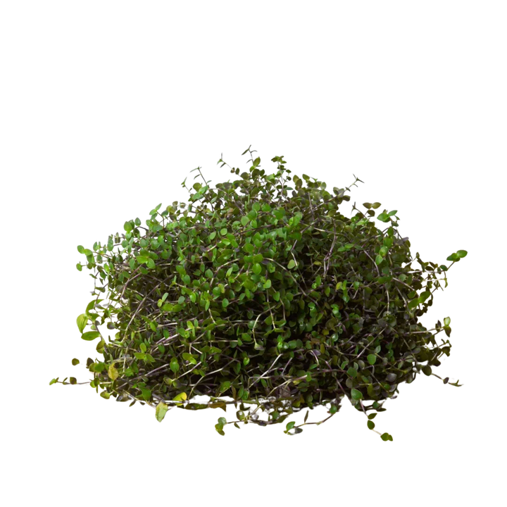 Calasia Repens-Indoor Plants-American Plant Supply