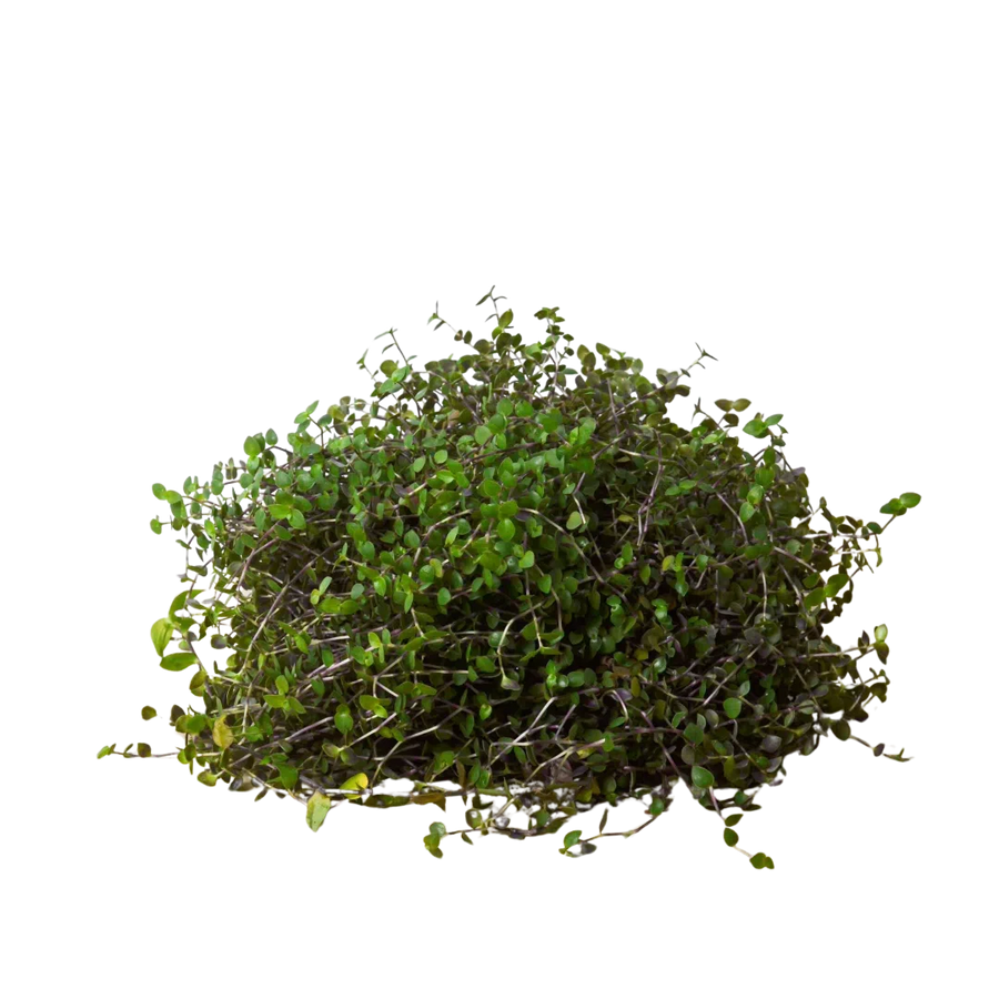 Calasia Repens-Indoor Plants-American Plant Supply