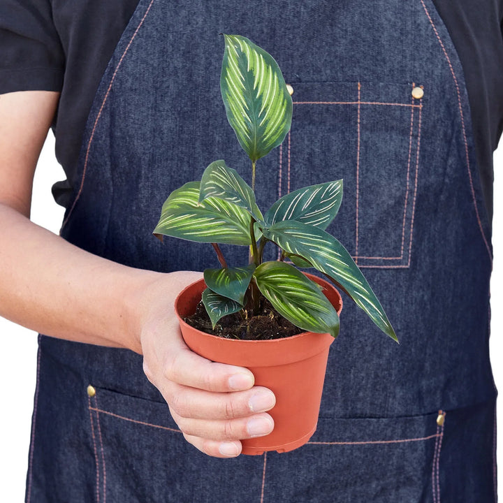 Calathea 'Beauty Star'-Indoor Plants-American Plant Supply