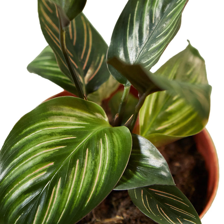 Calathea 'Beauty Star'-Indoor Plants-American Plant Supply