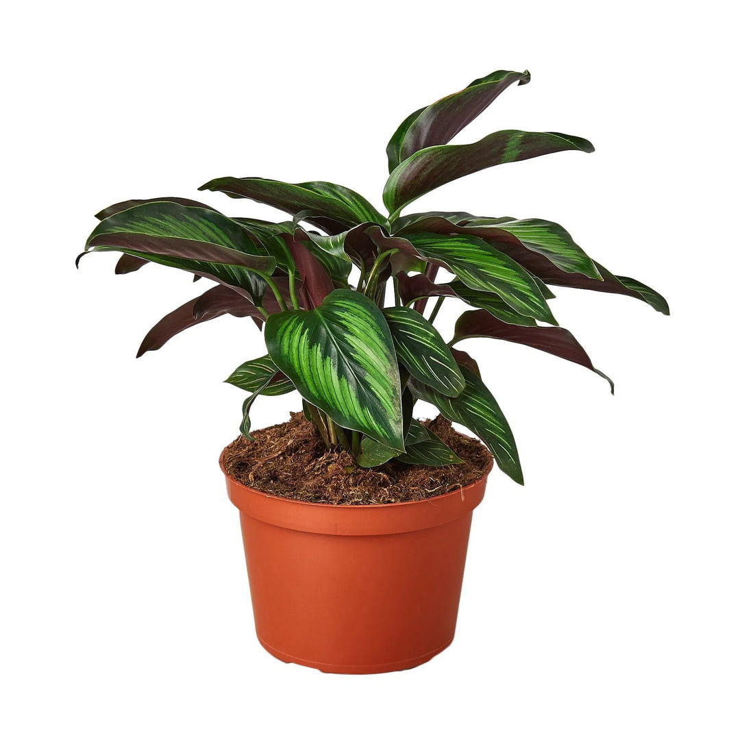 Calathea 'Beauty Star'-Indoor Plants-American Plant Supply