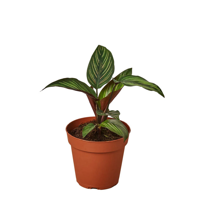 Calathea 'Beauty Star'-Indoor Plants-American Plant Supply