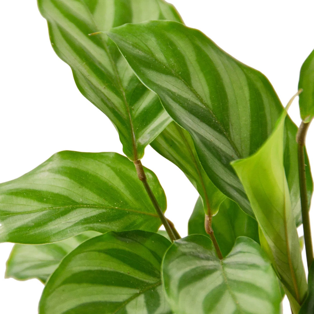 Calathea Concinna 'Freddie'-Indoor Plants-American Plant Supply