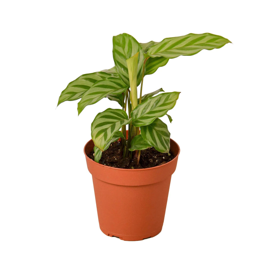 Calathea Concinna 'Freddie'-Indoor Plants-American Plant Supply