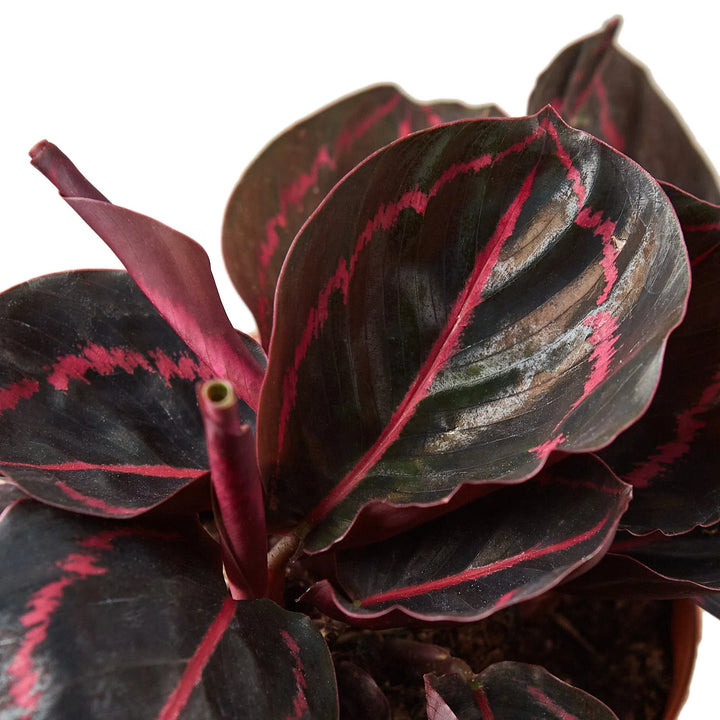 Calathea 'Dottie'-4" Plant-American Plant Supply