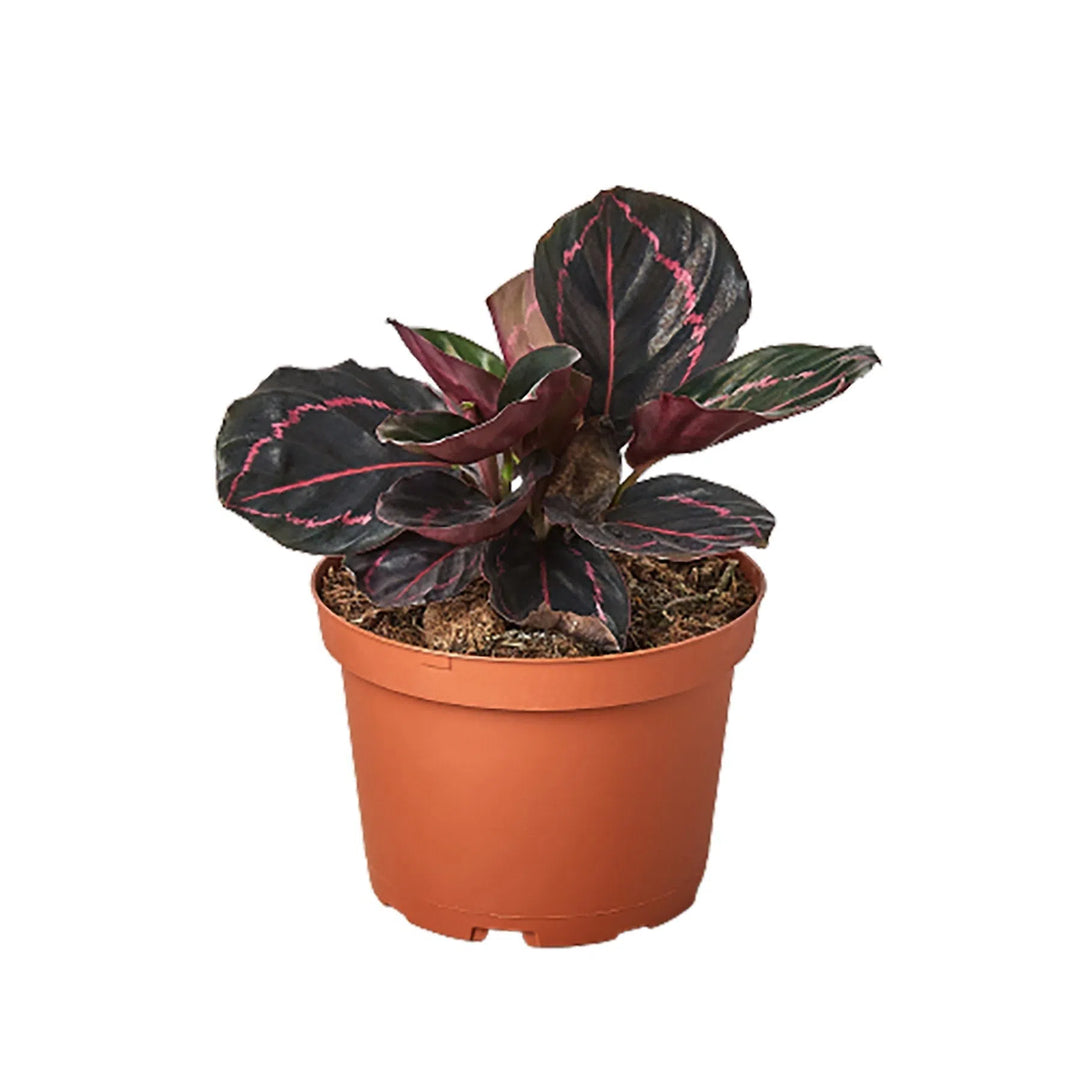 Calathea 'Dottie'-4" Plant-American Plant Supply