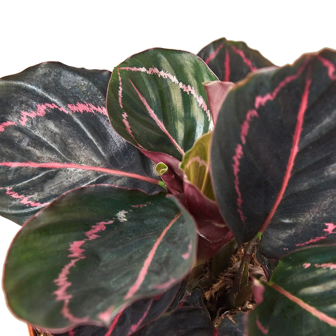 Calathea 'Dottie'-4" Plant-American Plant Supply