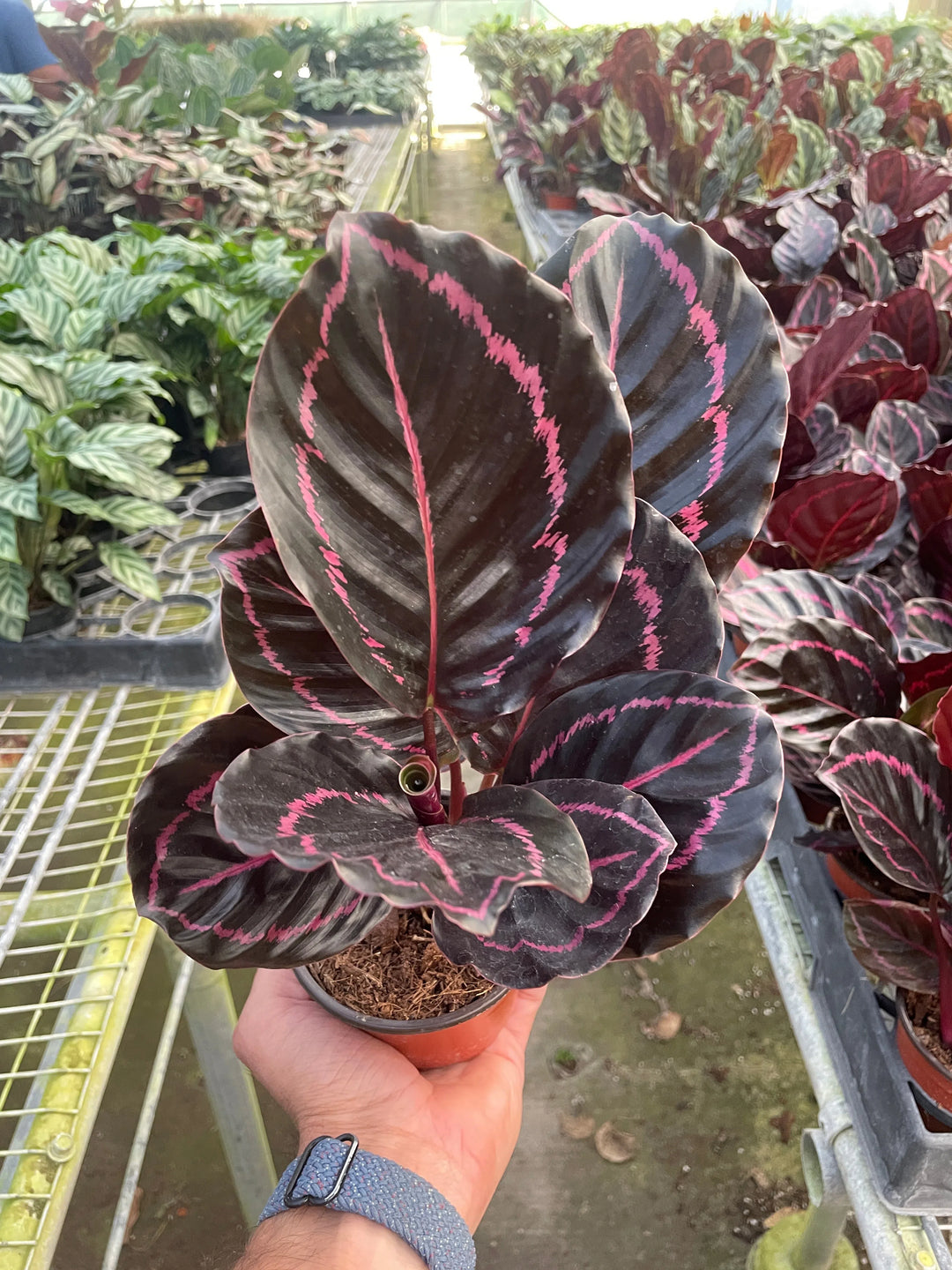 Calathea 'Dottie'-4" Plant-American Plant Supply