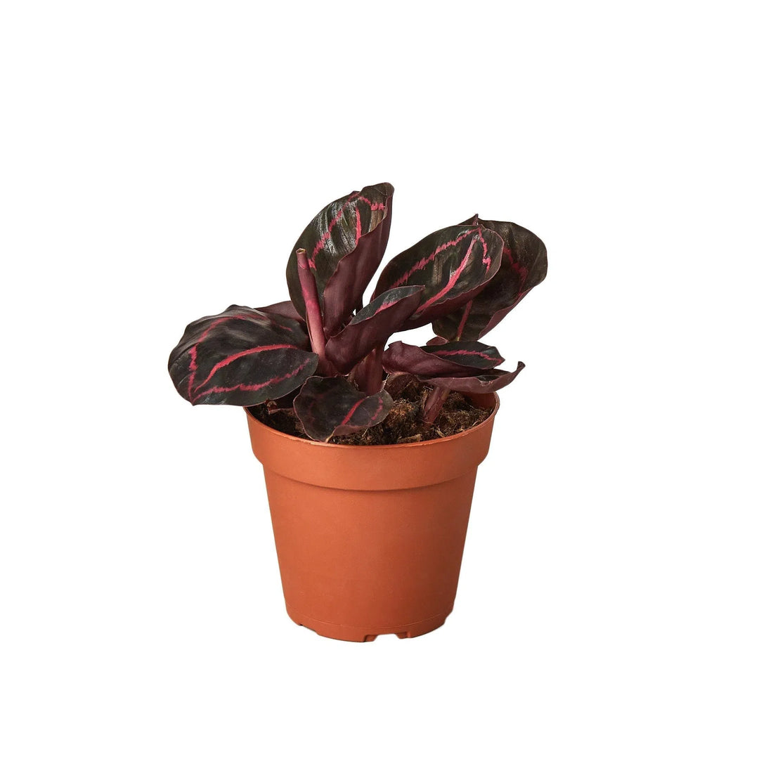 Calathea 'Dottie'-4" Plant-American Plant Supply