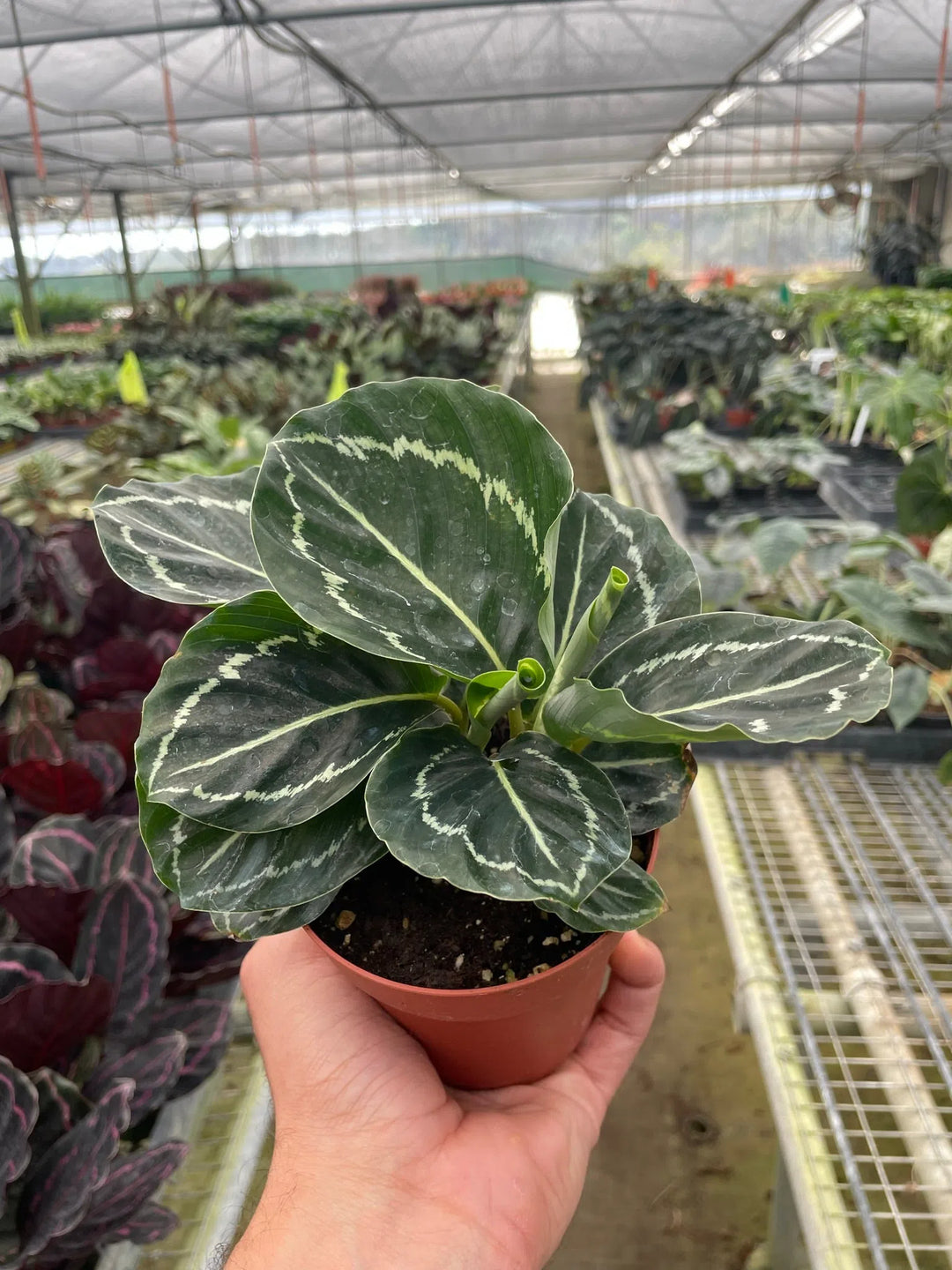 Calathea 'Green Goddess'-4" Plant-American Plant Supply