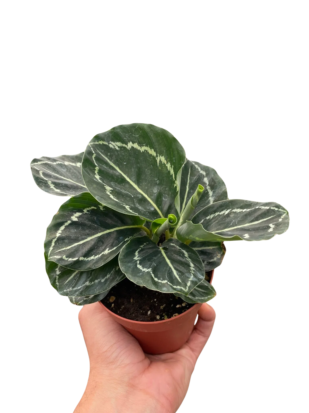 Calathea 'Green Goddess'-4" Plant-American Plant Supply