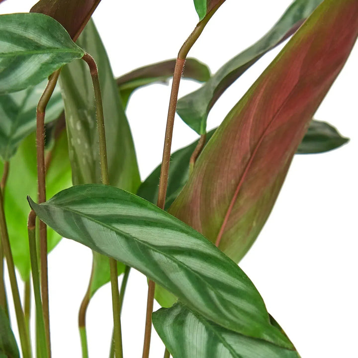 Calathea 'Grey Star'-6" Plant-American Plant Supply