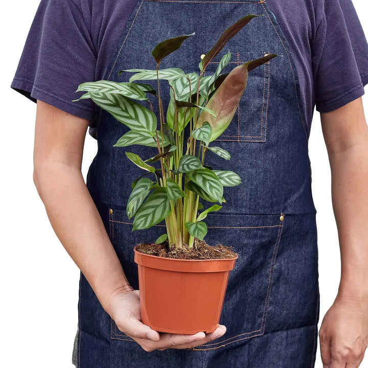 Calathea 'Grey Star'-6" Plant-American Plant Supply