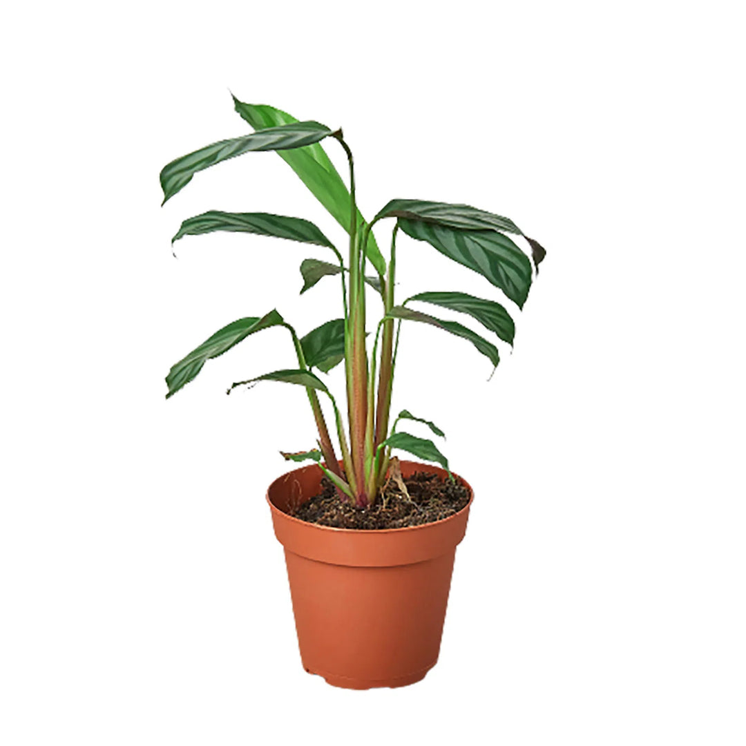 Calathea 'Grey Star'-6" Plant-American Plant Supply