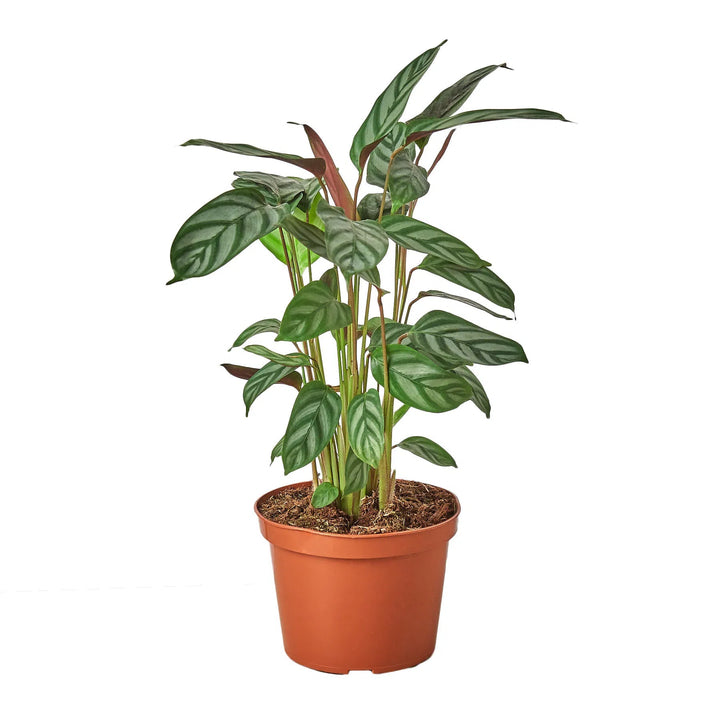 Calathea 'Grey Star'-6" Plant-American Plant Supply