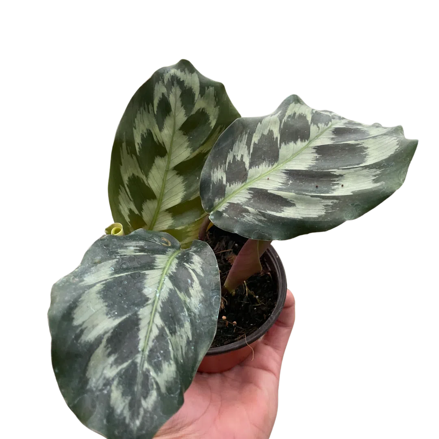 Calathea 'Kennedy'-Indoor Plants-American Plant Supply