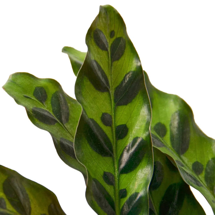 Calathea Lancifolia 'Rattlesnake'-Indoor Plants-American Plant Supply