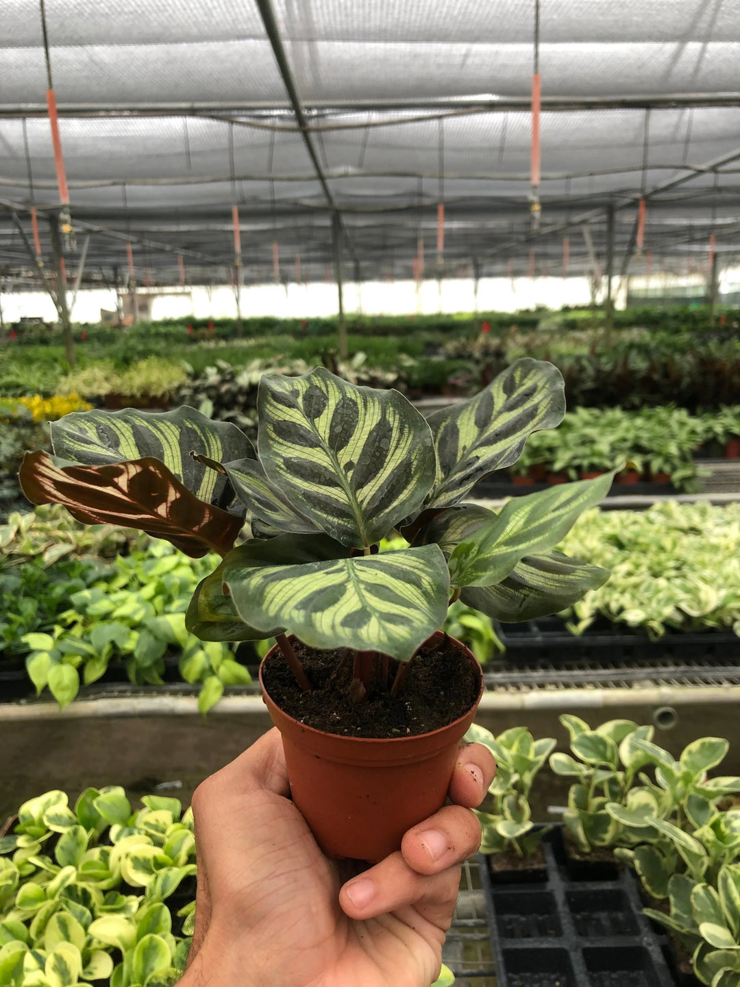 Calathea 'Makoyana'-4" Plant-American Plant Supply