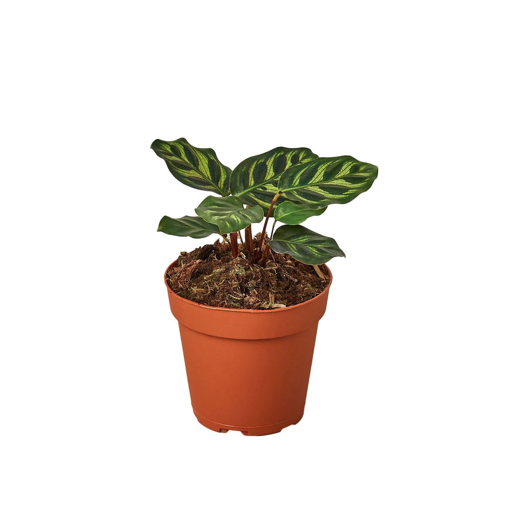 Calathea 'Makoyana'-4" Plant-American Plant Supply