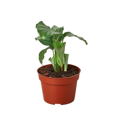 Calathea 'Orbifolia'-Indoor Plants-American Plant Supply