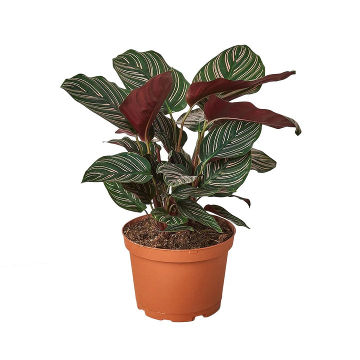 Calathea 'Ornata'-Indoor Plants-American Plant Supply