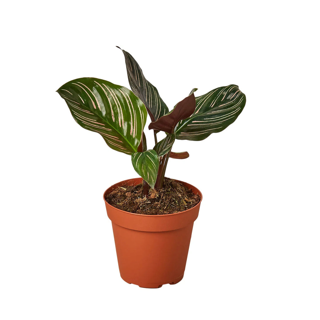 Calathea 'Ornata'-Indoor Plants-American Plant Supply