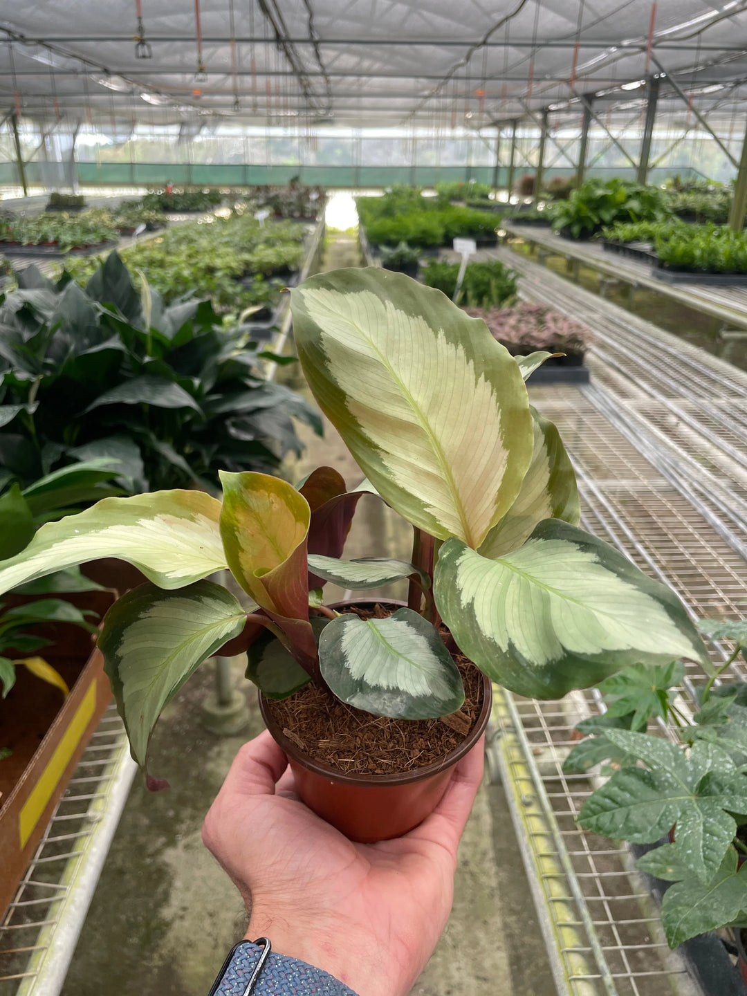 Calathea 'Picturata'-Indoor Plants-American Plant Supply