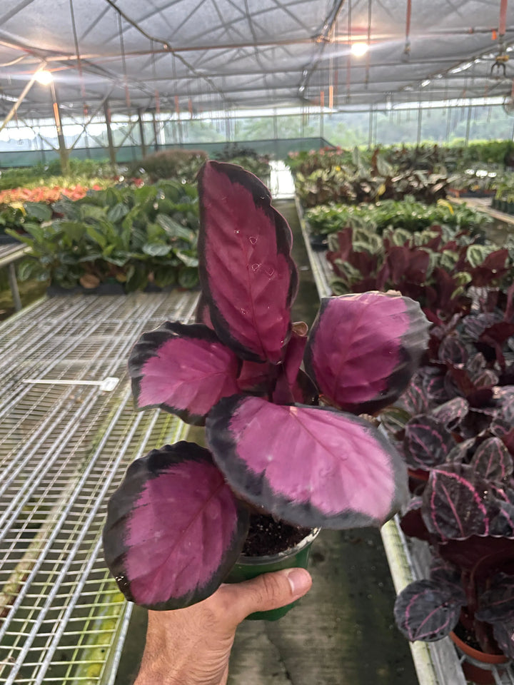 Calathea 'Purple Rose'-Indoor Plants-American Plant Supply