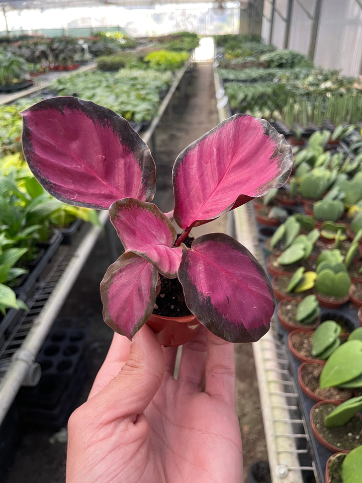 Calathea 'Purple Rose'-Indoor Plants-American Plant Supply