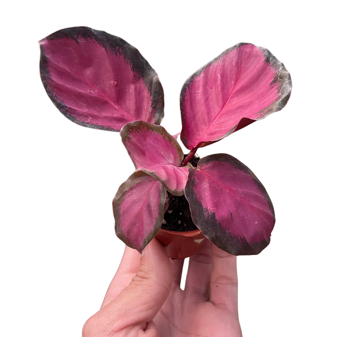 Calathea 'Purple Rose'-Indoor Plants-American Plant Supply