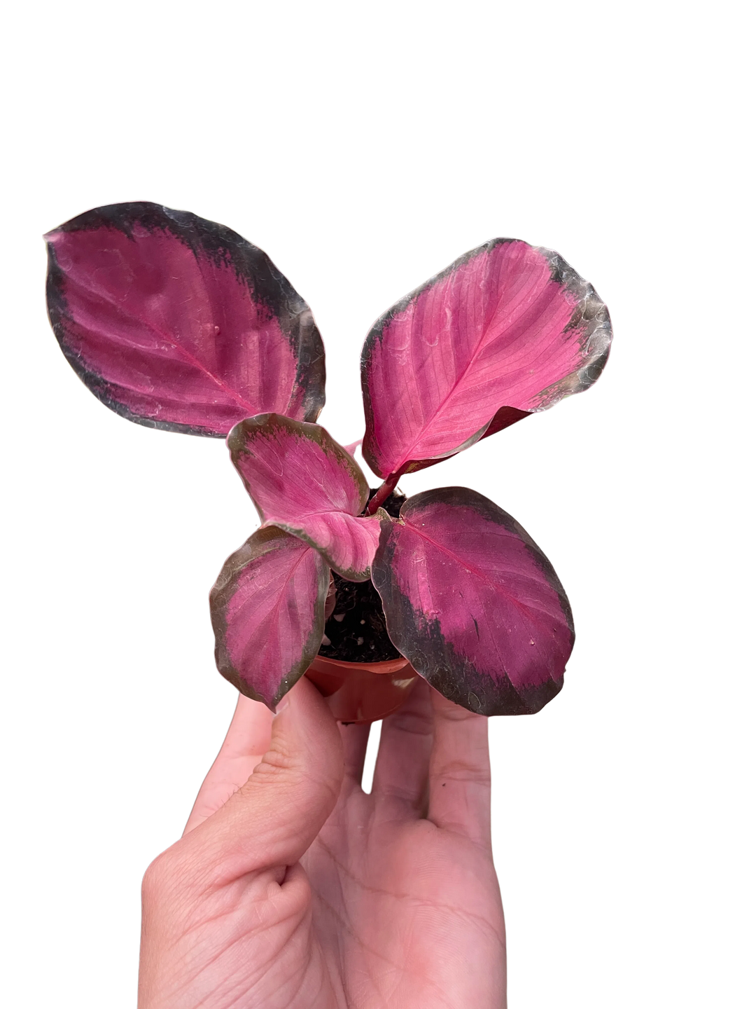 Calathea 'Purple Rose'-Indoor Plants-American Plant Supply