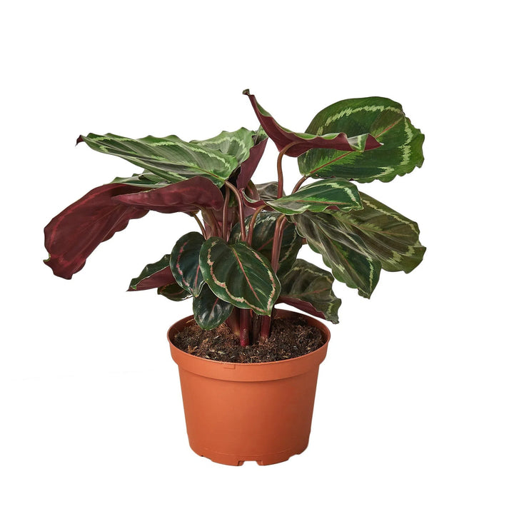 Calathea Roseopicta 'Medallion'-Indoor Plants-American Plant Supply