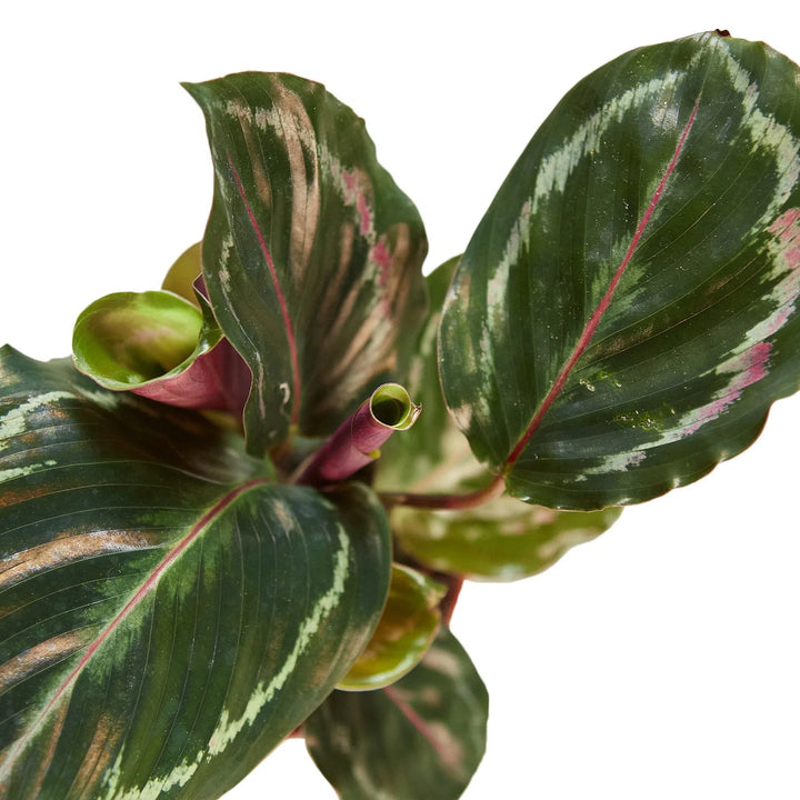 Calathea Roseopicta 'Medallion'-Indoor Plants-American Plant Supply