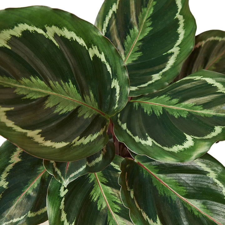 Calathea Roseopicta 'Medallion'-Indoor Plants-American Plant Supply