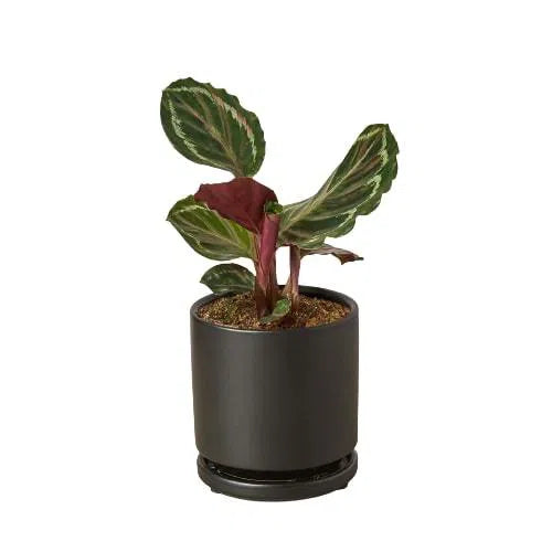 Calathea Roseopicta 'Medallion'-Indoor Plants-American Plant Supply