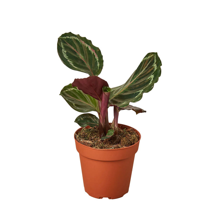 Calathea Roseopicta 'Medallion'-Indoor Plants-American Plant Supply