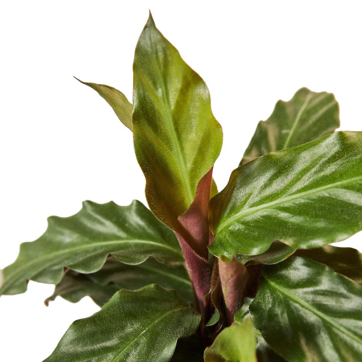 Calathea Rufibarba 'Furry Feather'-Indoor Plants-American Plant Supply